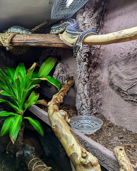 Woma Python Enclosure, Outdoor Reptile Enclosure, Snake Enrichment, Diy Reptile Enclosure, Reptile Enclosure Ideas, Mama Odie, Carpet Python, Pet Reptiles, Diy Reptile