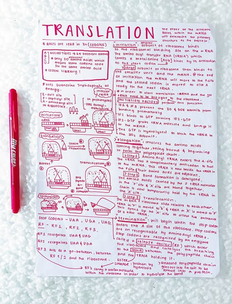 Transcription Notes Biology, Transcription And Translation Notes, Bsc Biotechnology Notes, Molecular Biology Notes, Transcription Notes, Alevel Biology, Bio Notes, Biochemistry Notes, Biology Diagrams