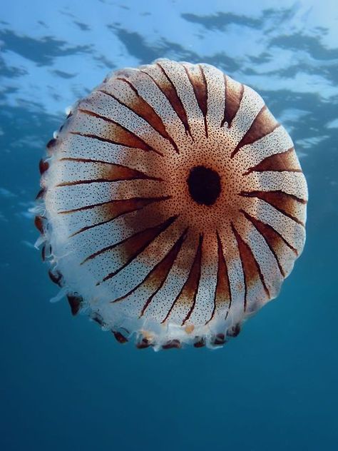 Compass jellyfish | ©Marinko Babic Top view of Chrysaora hysoscella photographed near the city of Pula, Adriatic Sea, Croatia. Compass Jellyfish, Types Of Jellyfish, Sea Croatia, Jellyfish Photo, Jellyfish Pictures, Creature Marine, Cnidaria, Life Under The Sea, Beneath The Sea