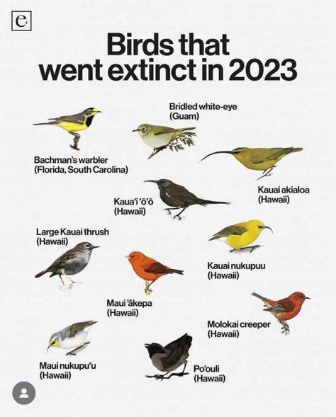 Ornithologists consider Hawaii to be the bird extinction capital of the world. Like many island species, Hawaiian wildlife evolved without the presence of mammals. But that changed when European explorers arrived and introduced rats (as ship stowaways), cats, pigs and dogs. The result was catastrophic for these island birds around the world. In 1883, in a failed effort to control the rat population in Hawaii and save what birds were left, Mongoose were imported and released. Mongoose are diurnal Extinct Birds, What Is A Bird, Common Birds, Extinct Animals, Rare Birds, White Eyes, Yellow Bird, Maui Hawaii, Wild Birds