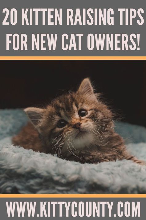 first-time kitten owner tips How To Care For Kittens Tips, Tips For New Kitten Owners, Kitten Organization Ideas, New Kitten Aesthetic, Things You Need For A Kitten, How To Train A Kitten Cat Behavior, Kittens Care Tips, Kitten Needs List, Kitten Checklist New