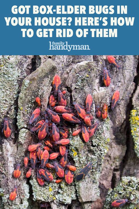 Got Box-Elder Bugs in Your House? Here's How to Get Rid of Them Maple Bugs How To Get Rid Of, Get Rid Of Bugs In House, Stink Bug Repellent, Carpet Bugs, Box Elder Bug Repellant, Box Elder Bugs Get Rid Of, Bug Deterrent, Get Rid Of Box Elder Bugs, Box Elder Bugs