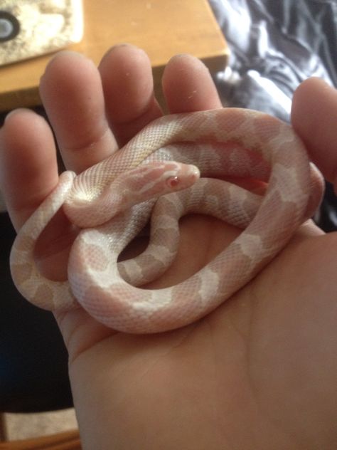 Coral Snow Corn Snake, Strawberry Snow Corn Snake, Snow Corn Snake, Snake Breeds, Corn Snakes, Rare Albino Animals, Milk Snake, Pretty Snakes, Small Snakes