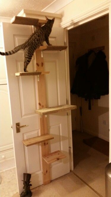 Home made cat door ladder                                                                                                                                                                                 More #homemadecattoys Cat Tree Plans, Katt Diy, Cat Ladder, Cat Toilet Training, Chat Diy, Cat Stairs, Cool Cat Trees, Diy Cat Tree, Tree Plan