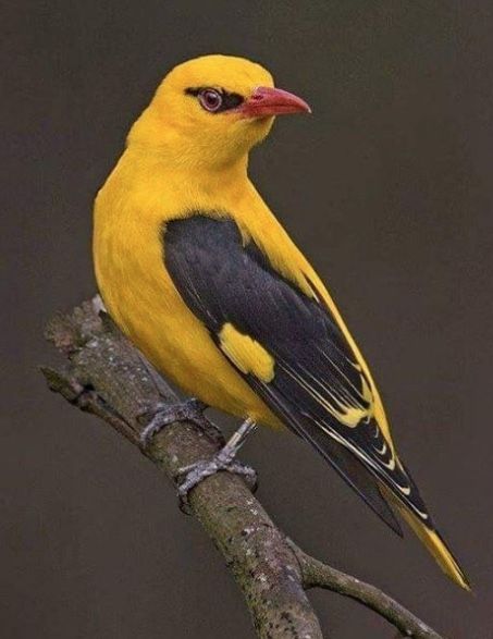 Golden Oriole, Oriole Bird, Most Beautiful Birds, Rare Birds, Airbrush Art, Nature Birds, Bird Pictures, Exotic Birds, Tropical Birds