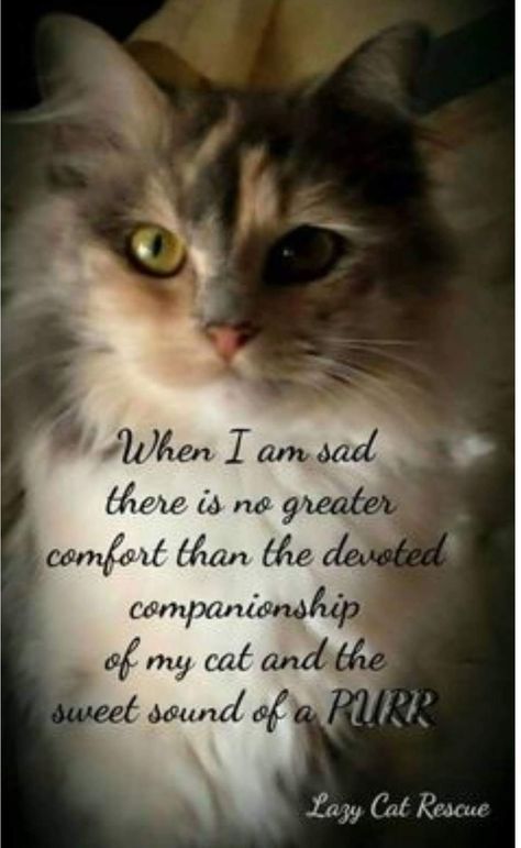 120 Quotes That Cat Owners Will Surely Understand .. I Love❤️Cats❤️❤️❤️ Kitten Quotes, Cat Love Quotes, Cat Anime, Kitten Care, Pet Cats, Super Cat, Kitty Love, Cat Quotes, Here Kitty Kitty