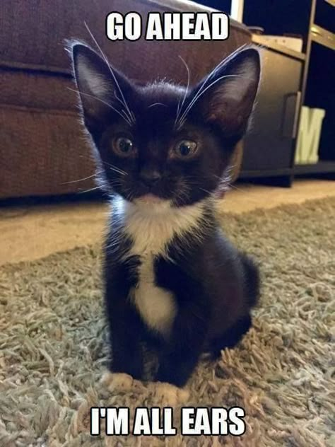 Tuxedo Kitten, White Kitten, Image Chat, Tuxedo Cats, Adorable Kittens, Black Kitten, Cute Kitties, Funny Cat Memes, Here Kitty Kitty