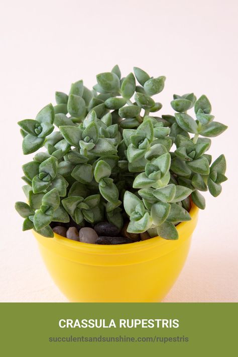 Crassula rupestris | Succulents and Sunshine Crassula Succulent Types, Miniature Gardens, Types Of Succulents, How To Grow Taller, Tall Plants, West Side, Miniature Garden, Planting Succulents, Succulent