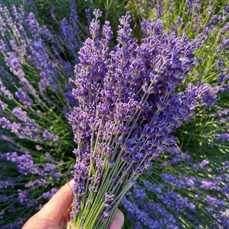 Lavenders Blue Dilly Dilly, Lavender Crafts, English Lavender, Human Anatomy And Physiology, Herbal Products, Lavender Plant, Healing Oils, Plant Aesthetic, Dried Lavender