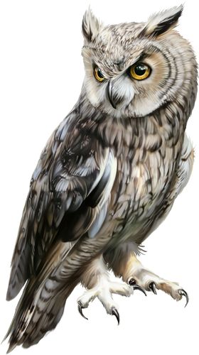 Polyvore Png, Owl Png, Cat Vs Dog, White Ink Tattoo, Fabric Cat, School Images, Preschool Activities Toddler, Beautiful Owl, Dungeons And Dragons Characters