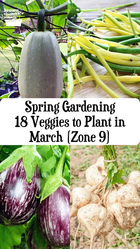 18 Vegetables to Plant in March (Zone 9) Diy Garden Beds, Planting Schedule, Diy Raised Garden Bed, Vegetables To Plant, Raised Garden Bed Ideas, Garden Bed Ideas, Saving Seeds, Garden Beds Diy, Best Grow Lights