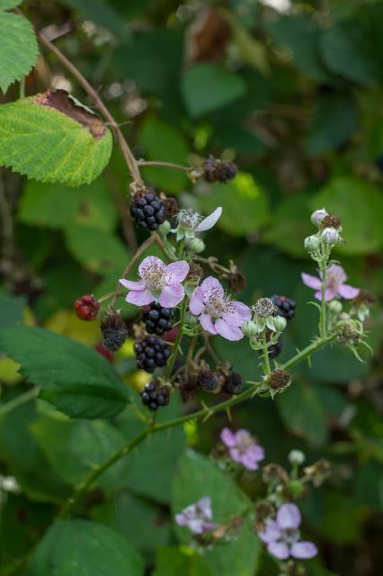 Pink Patisserie, Bramble Hedge, Wild Blackberries, Blackberry Farm, Blackberry Farms, Brambly Hedge, Shade Flowers, Wild Food, Wild Berry