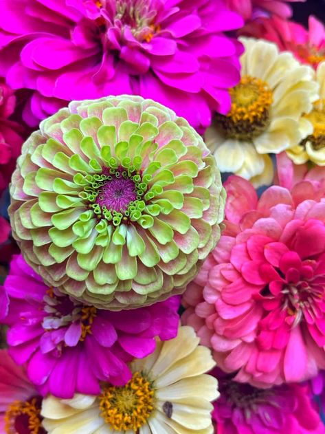 Forget finicky flowers! Zinnias are your low-maintenance ticket to a thriving summer garden. Discover a step-by-step guide for beginners, guaranteed to bring you effortless zinnia success! Growing Zinnias, Tall Fescue Grass, Flower Garden Images, Zinnia Seeds, Zinnia Garden, Tall Fescue, Growing Peonies, Types Of Grass, Japanese Beetles