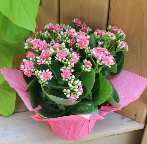 Kalanchoe: Cultive a Belíssima Flor da Fortuna na Sua Casa Flower Structure, Nature Photography Flowers, Pink Plant, Indoor Flowers, Christmas Cactus, Flower Spike, Plant Lighting, Closer To Nature, Plant Species