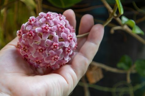 How to Get Your Hoya to Bloom - The Stunning Flower You Need to See to Believe Brown Tips, Plant Mister, Big Plants, Succulents Indoor, Rain Water Collection, Terrarium Plants, Tropical Foliage, Weird Stuff, Foliage Plants