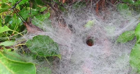 Spider Identification, Dangerous Spiders, Funnel Web Spider, Types Of Spiders, Spider Venom, House Spider, Giant Spider, Spider Webs, Bugs And Insects