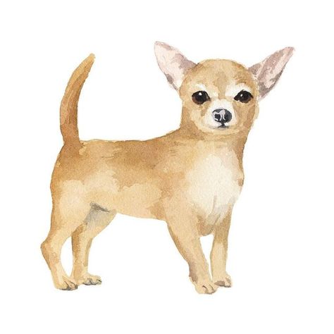 Marcel George on Instagram: "#chihuahua #watercolour #illustration" Chihuahua Doodle, Light Widgets, Chihuahua Art Drawing, Chihuahua Watercolor Painting, Chiwawa Illustration, Chihuahua Dog Painting, Cartoon Chihuahua, Watercolor Chihuahua, Chihuahua Painting