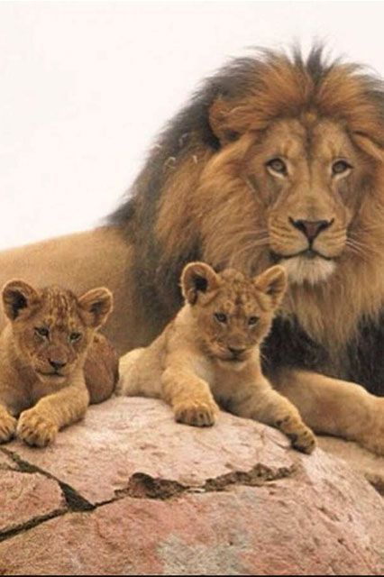 Jericho, Cecil the Lion's brother, is the best uncle ever. Lion Family, Beautiful Lion, Lion Pictures, Cat Family, Cheetahs, Big Cat, Large Cats, A Lion, African Animals