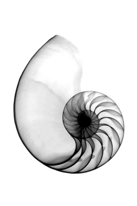 Nautilus Shell X-Ray Nautilus Tattoo, Golden Ratio Tattoo, Shell Tattoos, Abstract Art Images, Spiral Shell, Tattoo Lettering Fonts, Composition Photography, Geometry Art, Tattoo Designs And Meanings