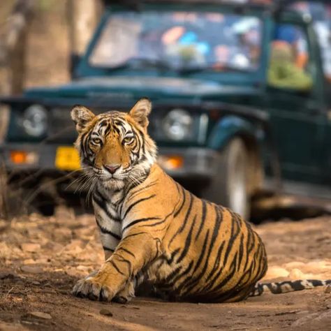 Tiger Safari India Guide covering 12 National Parks and reserves, Estimated Cost, Time to Visit, No. of Tigers, Elephant safari, Packages, Maps and more. National Parks In India, Project Tiger, Big Tiger, Jim Corbett National Park, Elephant Safari, Jim Corbett, India Tour, Bengal Tiger, Adventure Park