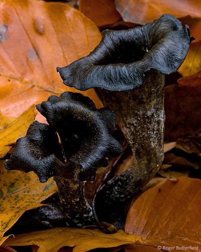 cc Black Mushrooms, Lichen Moss, Plant Fungus, Slime Mould, Edible Mushrooms, Mushroom Fungi, Airbrush Art, Wild Mushrooms, Black Flowers