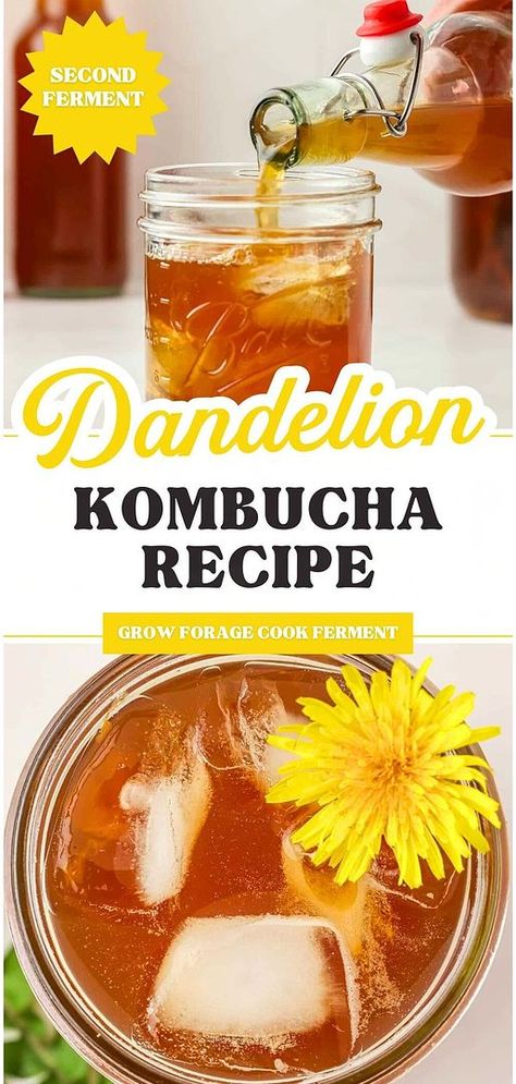 Embrace the refreshing taste of spring with our dandelion kombucha recipe, a standout in Fermented Soda Recipes & Kombucha. This kombucha second fermentation infuses the drink with the gentle flavors and health benefits of dandelions, creating a bubbly and invigorating beverage. Perfect for anyone interested in exploring new kombucha flavors. Find more dandelion recipes, edible wild flowers, and fermented drinks recipes at growforagecookferment.com. Fermented Soda, Kombucha Flavors Recipes, Fermented Recipes, Best Kombucha, Fermented Drinks, Kombucha Flavors, Mead Recipe, Dandelion Benefits, How To Brew Kombucha