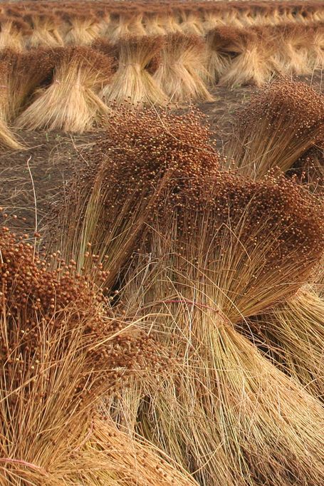 ~☆~ Flax Flowers, Cotton Fields, Flax Plant, Kaftan Style, Shades Of Yellow, Flower Field, Our Planet, Farm Life, Natural Fibers