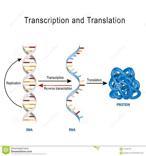 Illustration about DNA Replication, Protein synthesis, Transcription and translation. Biological functions of DNA. Genes and genomes. Genetic code. Illustration of infographic, microbiology, design - 111587481 Protein Synthesis Activity, Translation Biology, Dna Transcription And Translation, Code Illustration, Dna Transcription, Genetics Activities, Dna And Genes, Genetic Code, Biology Worksheet