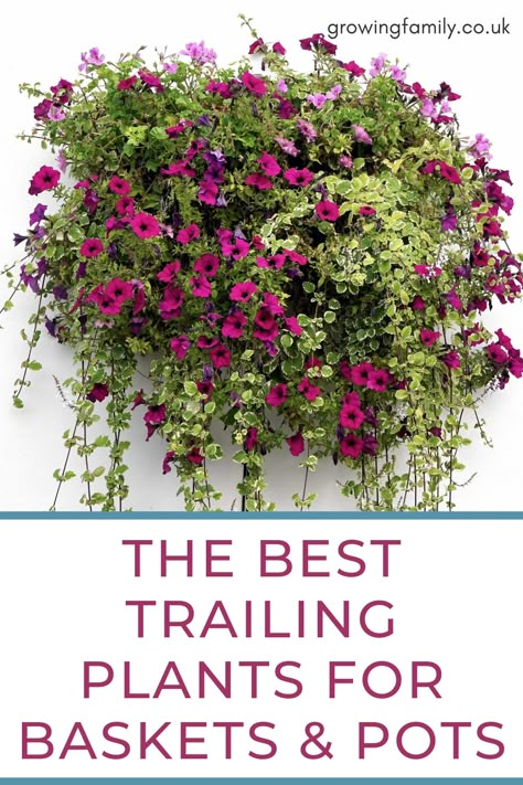 Best Trailing Plants, Hanging Plants Outdoor, Trailing Flowers, Porch Plants, Easy Gardening, Container Gardening Flowers, Hanging Flower Baskets, Plants For Hanging Baskets, Hanging Flower Pots