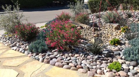 Diverse Garden, Landscape Front Yard, Dry Landscape, Xeriscape Front Yard, Front Yard Ideas, Ways To Conserve Water, Rock Yard, Drought Resistant Plants, Front Yards