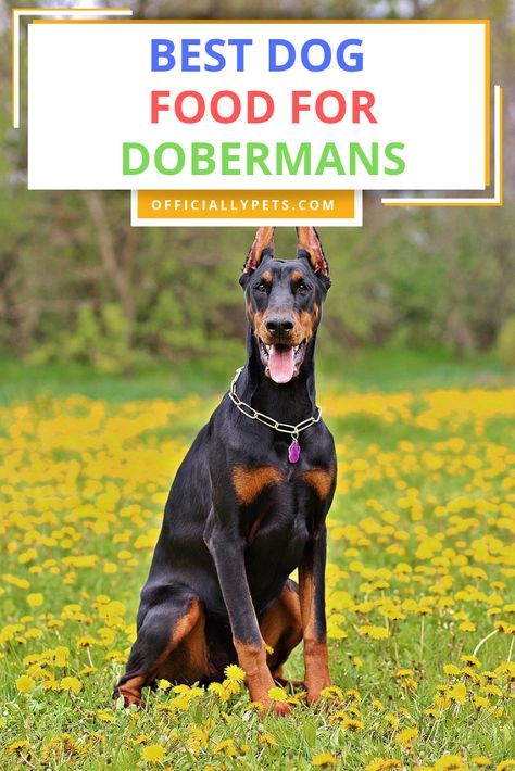 Best Dog Food for Dobermans - Give Your Dog the Perfect Healthy Diet | Looking for the best dog food for Dobermans? Just like us humans, they need a nutritious, healthy diet. Find out what you should be feeding your Doberman! Best Dog Food For Doberman, Mom Is The Best, Doberman Mix, Mom Essentials, Different Personalities, Pinscher Dog, Pet Tips, Doberman Puppy, Natural Dog Food