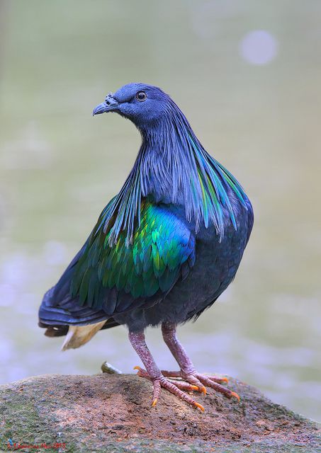 Nicobar Pigeon Nicobar Pigeon, Wild Birds Photography, Pigeon Breeds, Animals Drawing, Andaman And Nicobar Islands, Birds Photography, Animal Reference, Blue Birds, Palau