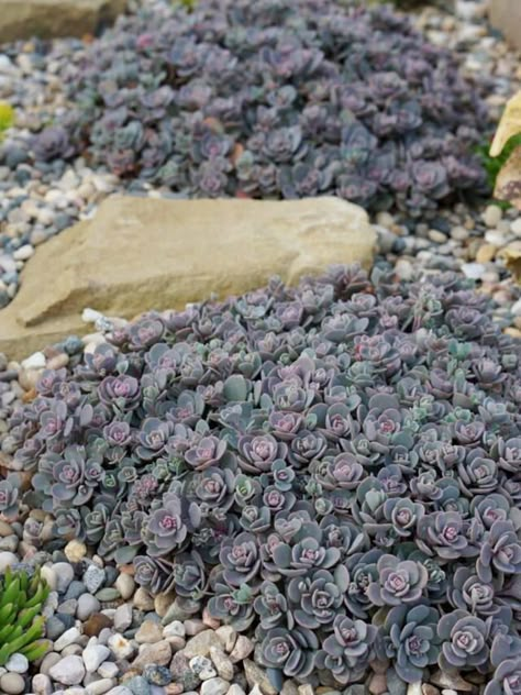 Sedum Ground Cover, Sedum Garden, Growing Ginger Indoors, Identify Plants, Blue Elf, Sedum Plant, Growing Ginger, Succulent Landscape Design, Landform