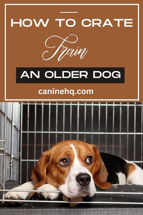 Crate Train, Dog Bread, House Training Puppies, Group Of Dogs, Yes It Is, Crate Training, Older Dogs, Dog Blog, Dog Recipes