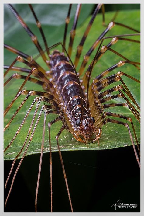 ˚House Centipede (Scutigeridae) House Centipede, Rotten Wood, Weird Insects, Millipedes, Cool Insects, Insect Photography, Cool Bugs, A Bug's Life, Beautiful Bugs