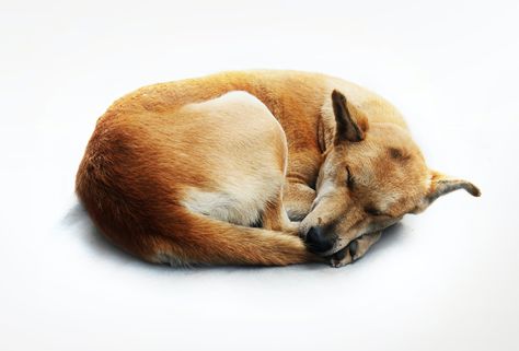 Sleep Curls, Dog Sleeping Positions, Sleeping Pose, Dog Sleeping, Puppy Day, Adequate Sleep, Pet Cremation, Fascinating Facts, Sleeping Habits