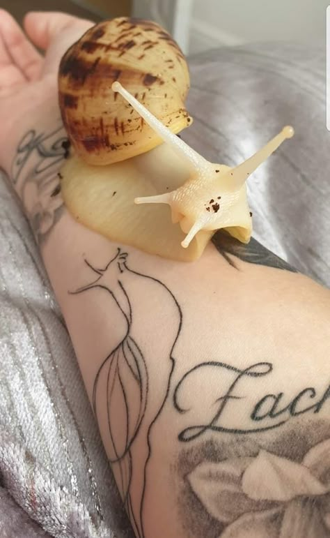 Big Snail Pet, Giant Snail Pets, African Giant Snail, Snail Pfp, Giant Snails, Slug Tattoo, African Snail, Big Snail, Snail Tattoo