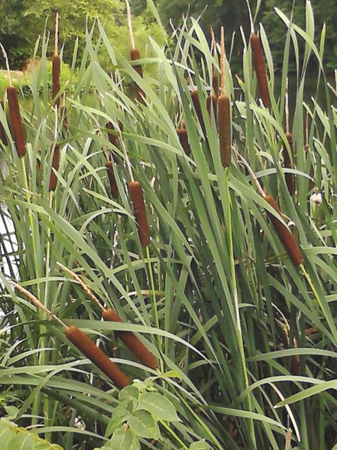 . Cattails Plant, Pond Reeds, Cat Tails, Pond Life, Summer Scenes, Cat Tail, Lily Pond, 수채화 그림, A Pond