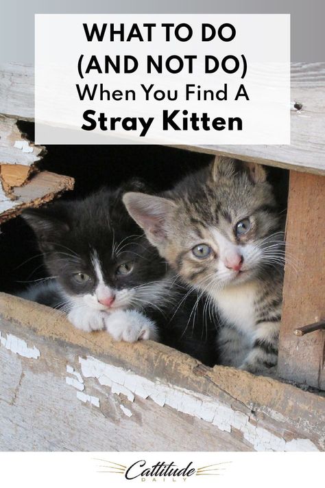 Cat Life Hacks, Stray Kitten, Feral Kittens, Rescue Kittens, Kitten Beds, Sleeping Kitten, Foster Kittens, Kitten Rescue, Kitten Care