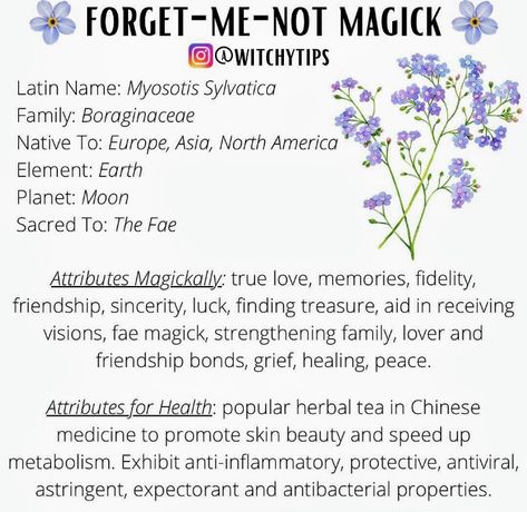 Magical Properties Of Herbs, Properties Of Herbs, Flower Witch, Forget Me Nots Flowers, Magickal Herbs, Dont Forget Me, Magick Book, Witch Stuff, Flowers Gardening