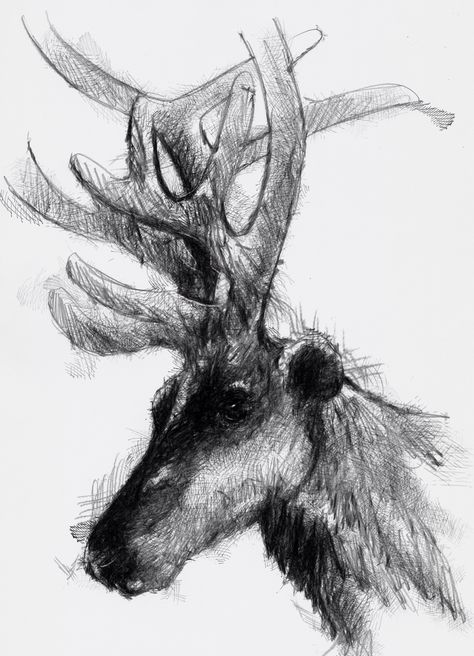 Artist Sean Briggs producing a sketch a day Reindeer   ##art#drawing#sketch ##reindeerhttp://etsy.me/1rARc0J Wild Sketch, Reindeer Drawing, Bull Moose, Fallow Deer, Drawing Heads, Deer Art, Sketch A Day, Fine Art Drawing, Art Contest