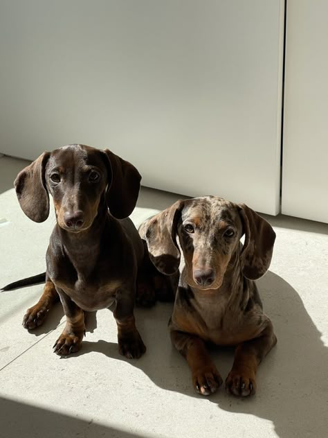 Dapple Dachshund, Weenie Dogs, Dog Projects, Dachshund Lovers, Dachshund Puppies, Dachshund Puppy, Weiner Dog, Sweet Dogs, Baby Puppies