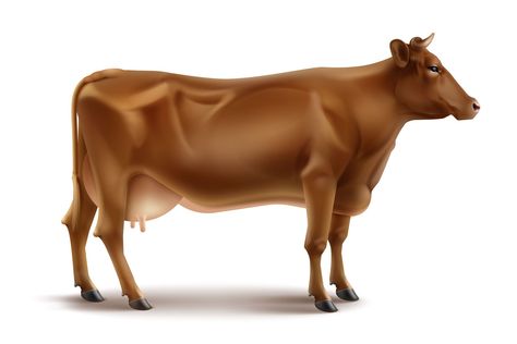 Vector Realistic Brown Cow by Zonda on @creativemarket Cow Side View, Cow Vector, Realistic Illustration, Brown Cow, Halloween Illustration, Rgb Color, Side View, White Background, Cow