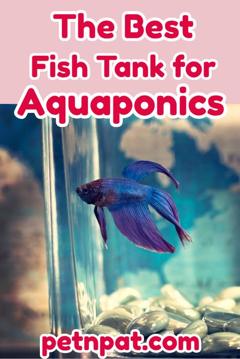 The Best Aquaponics Fish Tank – Eco Fish Tank With Plants On Top  #aquaponic #fish #fishtank #aquaponicfishtank #aquaponics #aquarium #pets #animals Aquaponics Indoor Fish Tanks, Low Maintenance Fish Tank, Aquaponics Diy Indoor Fish Tanks, Diy Aquaponics Fish Tank, Fish Tank With Plants, Aquaponics Fish Tank, Hydroponic Fish Tank, Fish Tank Aquaponics, Self Cleaning Fish Tank