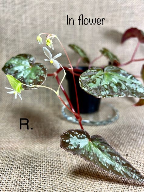 Begonia Variabilis Example Plant. Rare Peninsular Malaysia 2 Pot. Terrarium Culture. Actual Plant 163. - Etsy Begonia Plant, Vivarium, Cover Photo, New Pictures, Cover Photos, Terrarium, Garden Plants, House Plants, Range