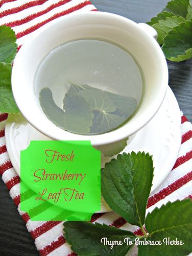 Strawberry Leaf Tea, Strawberry Leaf, Thyme Tea, Herbal Tea Garden, Sarah Anderson, Farmers Market Recipes, Strawberry Leaves, Health Tea, Herbal Teas