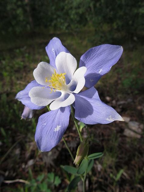 Fleurs d'Ancolie - Columbine Flowers Colorado Blue Columbine, Colorado Columbine, Romeo I Julia, Alien Plants, Blue Rose Tattoos, Columbine Flower, Nothing But Flowers, Flower Therapy, Balloon Flowers