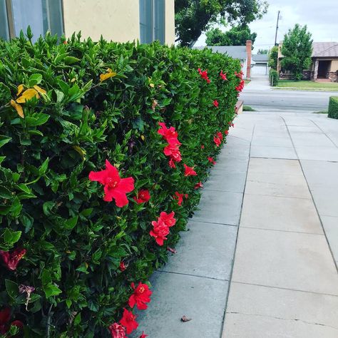 Hibiscus Front Yard Landscaping, Hibiscus Hedge Gardens, Hibiscus Flower Landscaping Ideas, Hibiscus Garden Landscaping Front Yards, Hibiscus Tree Landscaping, Hibiscus Garden Landscaping, Hibiscus Landscaping Ideas, Tropical Hedge, Hibiscus Hedge