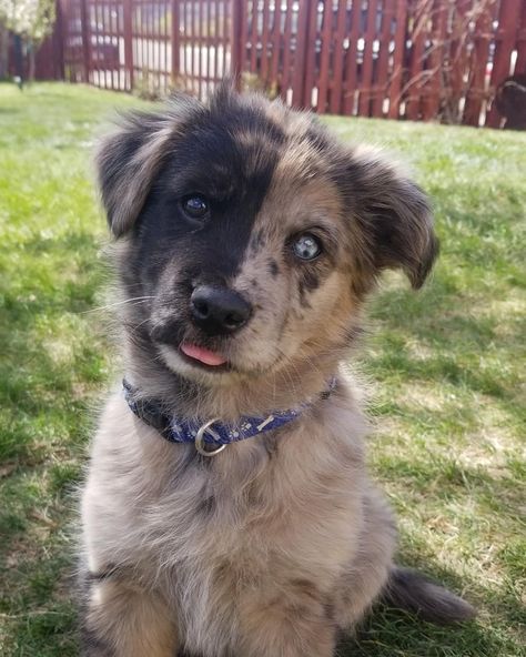 21 Golden Retriever Mixes (With Pictures) Golden Retriever Husky Mix Puppies, Cute Dog Mixes, Golden Retriever Husky Mix, Golden Retriever Mix Puppies, Golden Retriever Husky, Dog Chain, Golden Retriever Mix, Two Faced, Dog Mixes