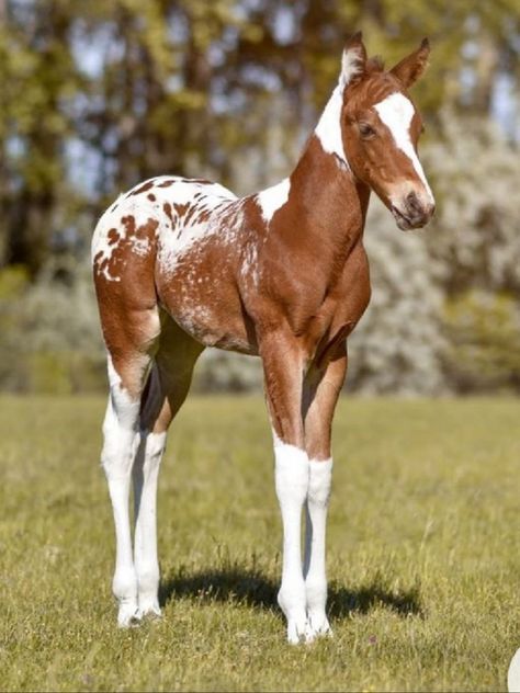 Horse Coat Colors, Horse Colors, Appaloosa Horse, Most Beautiful Horses, Appaloosa Horses, Baby Horses, Majestic Horse, Pattern Inspiration, Cute Horses